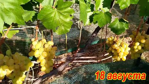 Сорт винограда Лора 🍇 Качество опыления и урожай