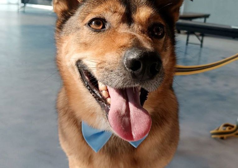 ❗ДОМА❗⭐️Сириус – маленькая рыжая мохнатая звёздочка с очаровательной мордашкой⭐️