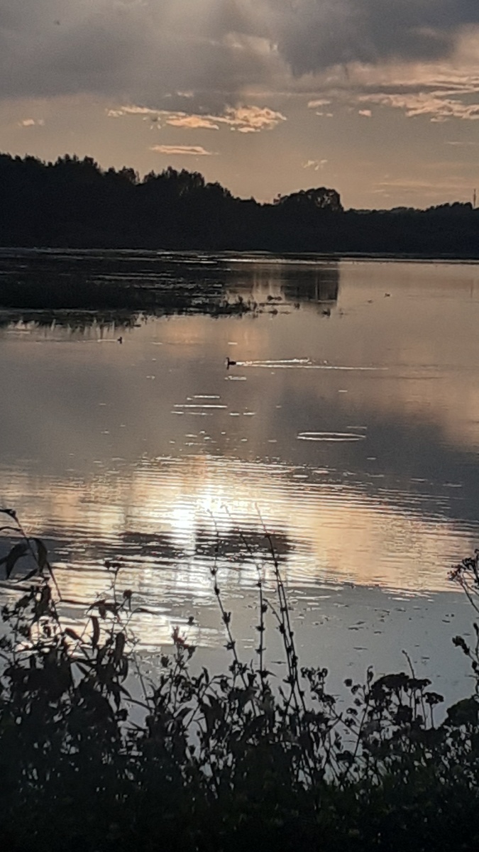 Это пруд  рядом с деревней нашего лекаря
