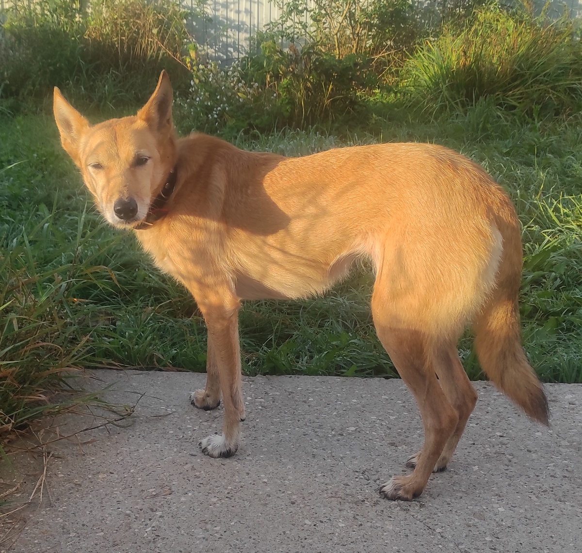 Спокойнее, спокойнее друзья. Наша сиятельная дама демонстрирует мягкий взгляд, чтоб вы не заподозрили еë в доминировании. 