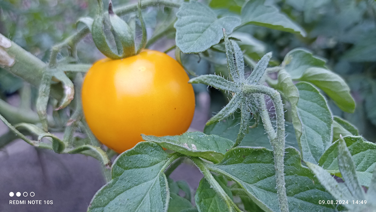 Чудо-томат красивого янтарного цвета. Фото автора.
