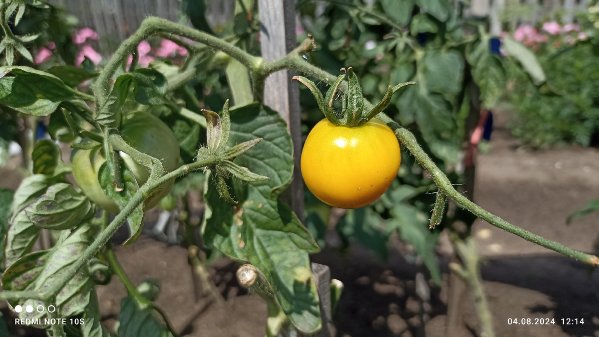 Томат ,, Аксанта ,, в теплице. Фото автора.