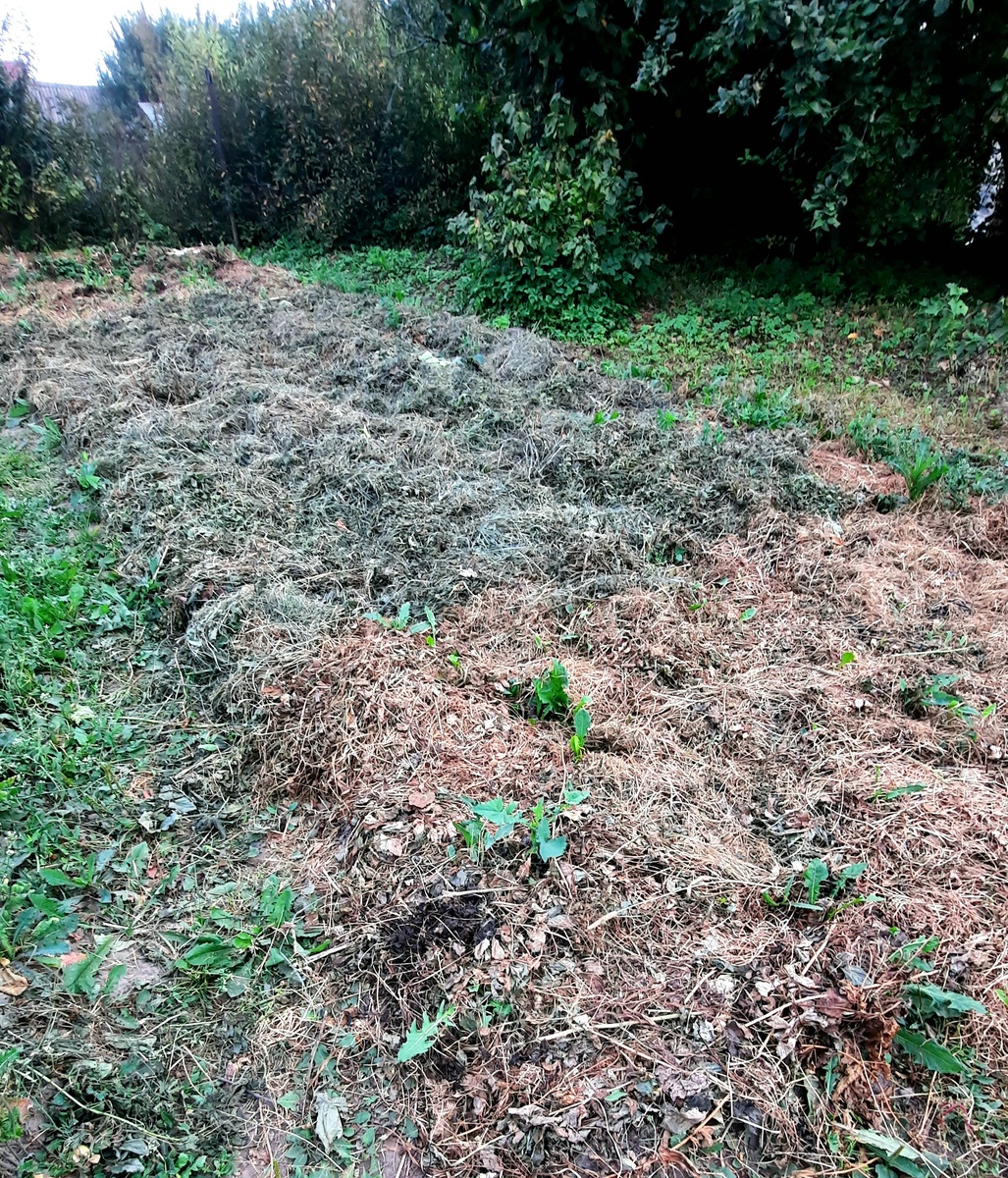 Земля под шубой из сена. Посмотрим, что получится.