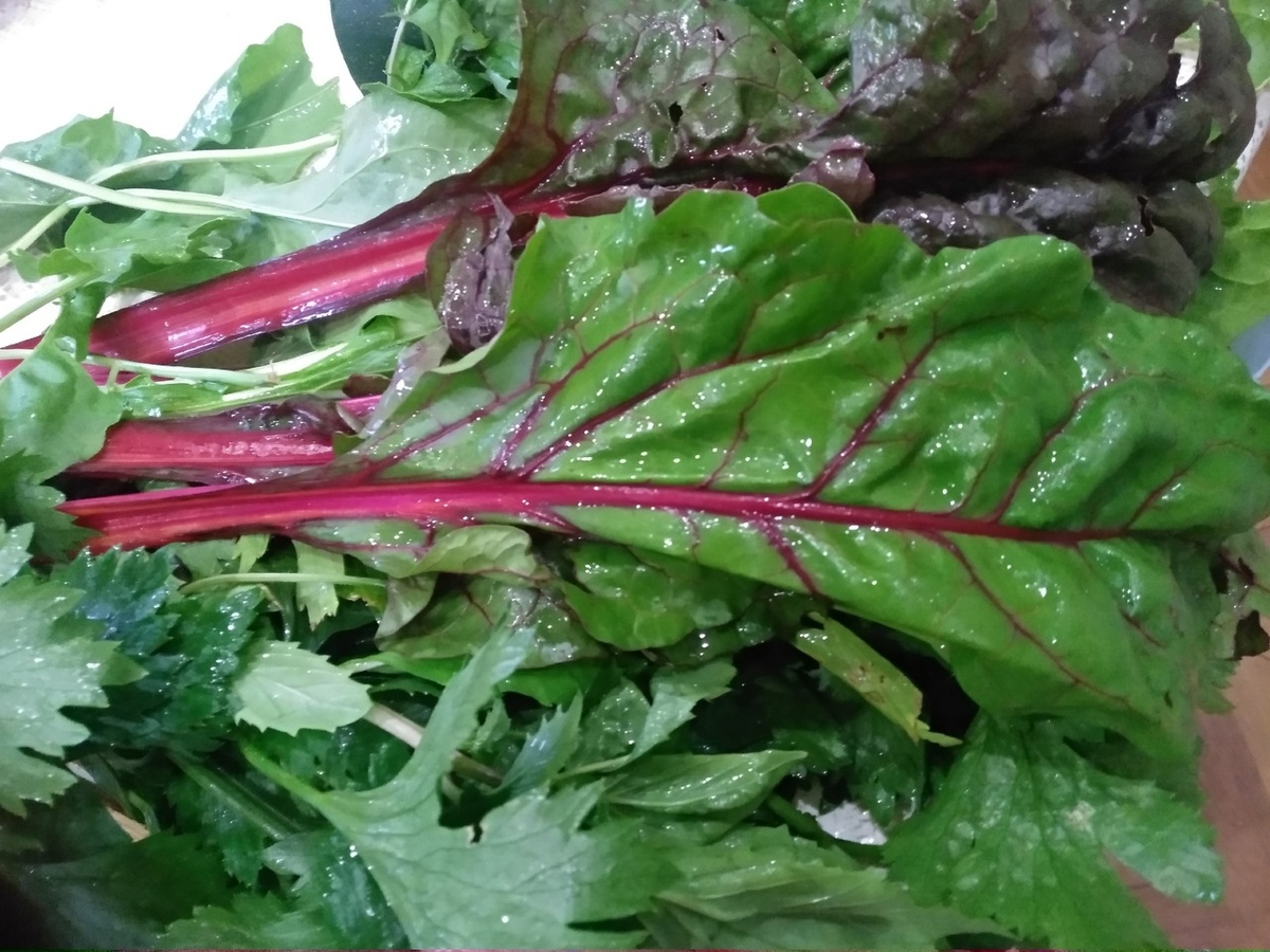 Вымытые листья мангольда и сельдерей для заморозки