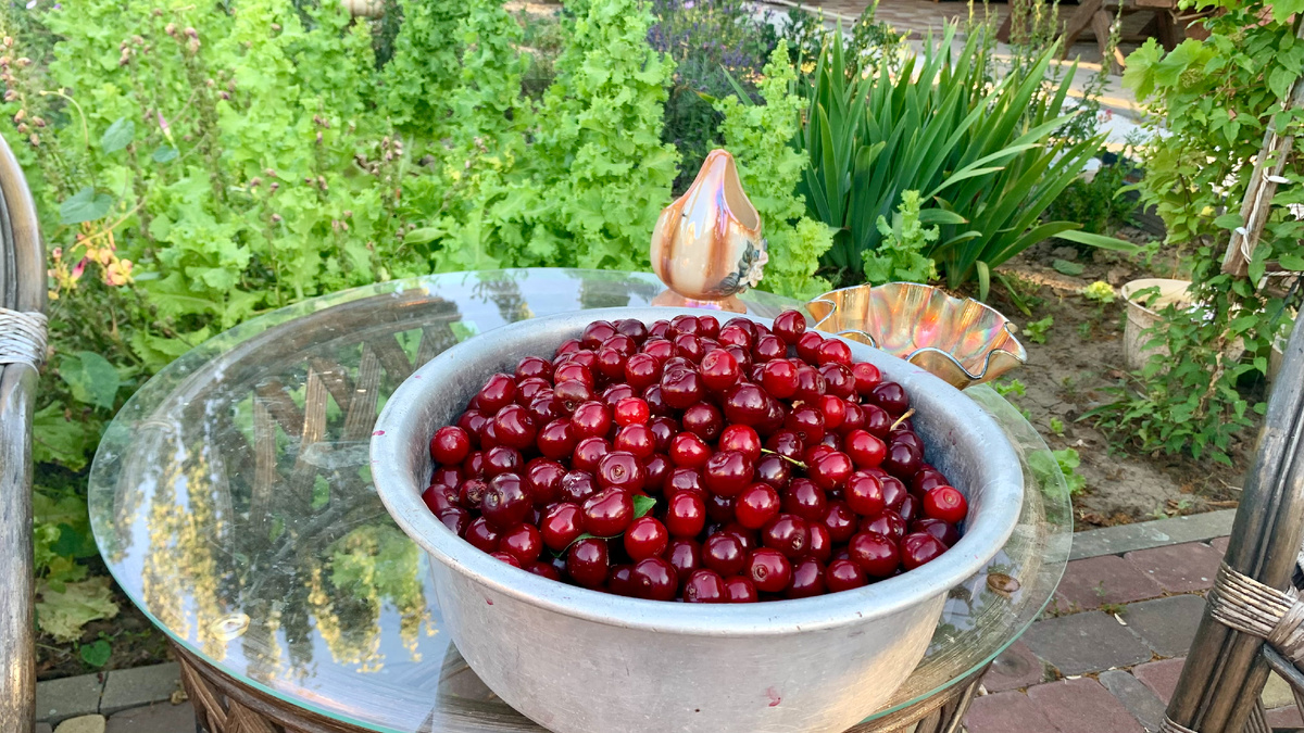 Вишня, вишня, спелая вишня... Фото автора канала, листайте галерею
