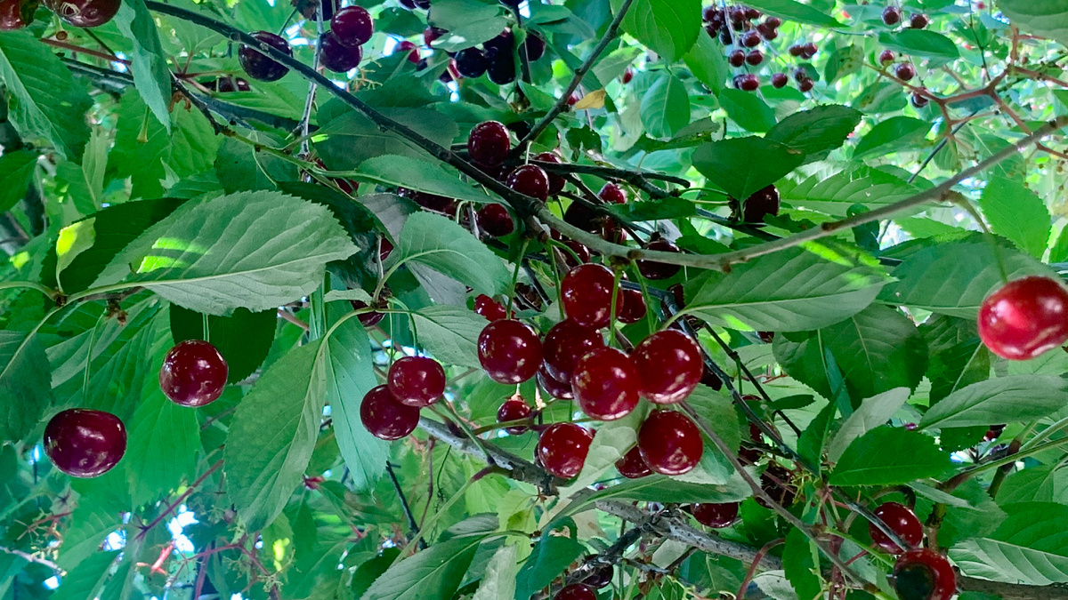 Вишня в казачьем саду. Фото автора канала