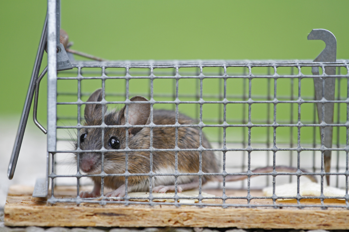    Вовсе не сыр: какие приманки обожают мыши и крысы