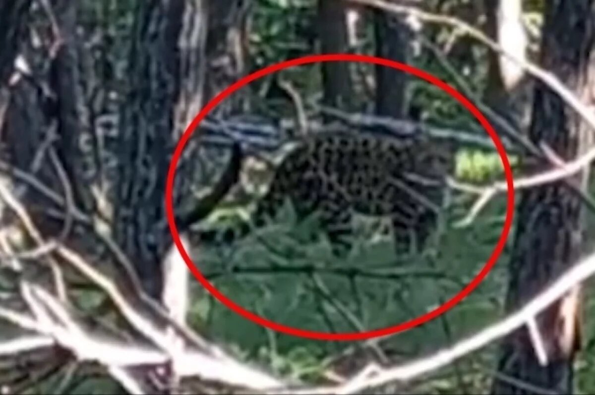    В Приморье леопард понаблюдал за человеком, наблюдающим за леопардами