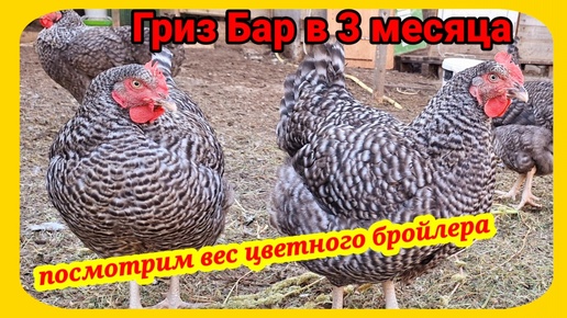 Вес цветного бройлера Гриз Бар в 3 месяца. Стремлюсь к тушке по 3 кг.