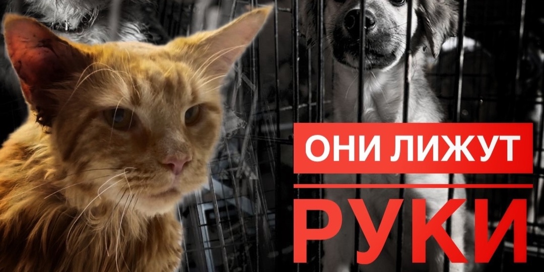 Мучаются с голоду среди сытой равнодушной толпы!