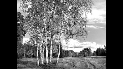 ПО ПШЕНИЧНОМУ ПОЛЮ. Автор Рафис Хайдаров. Исполняет Сергей Школяр.