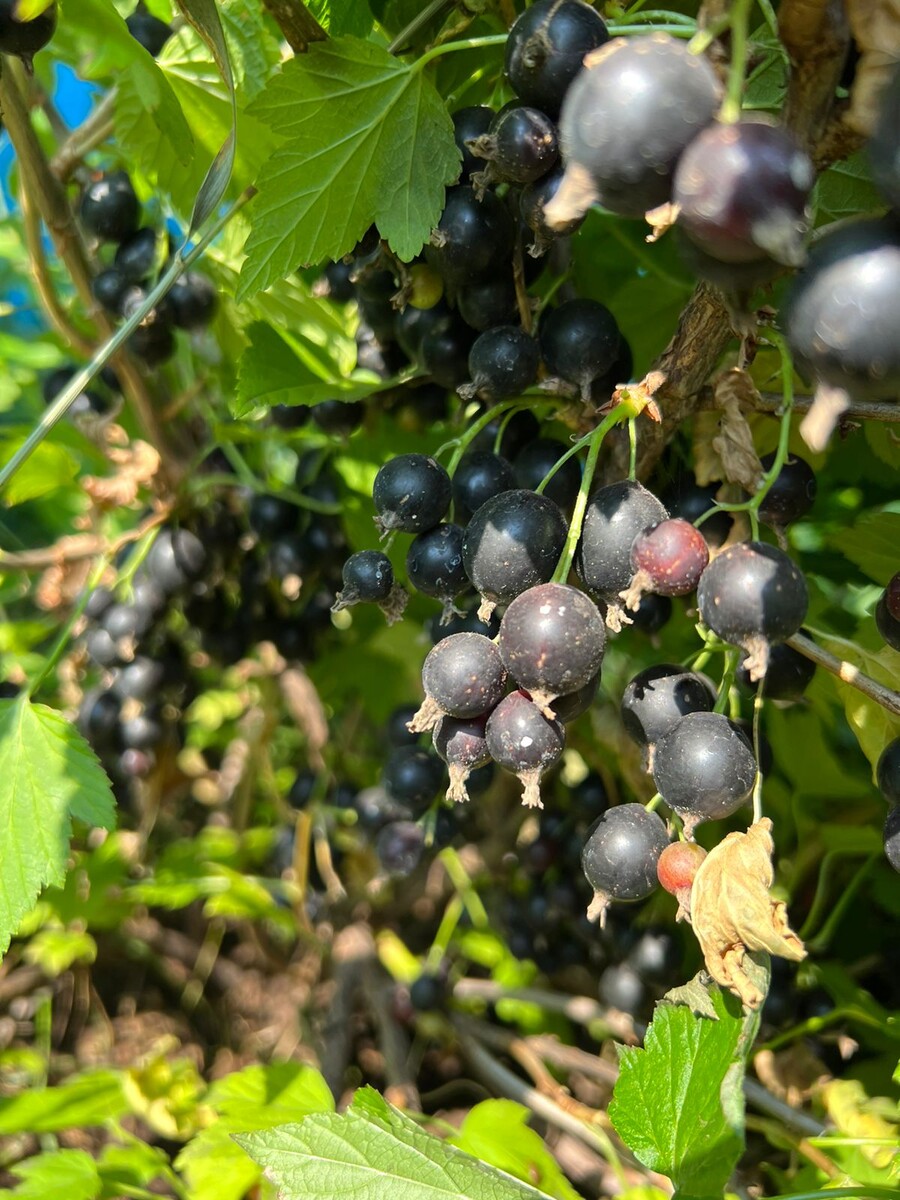 Фото: предоставлено Афанасием Семеновым