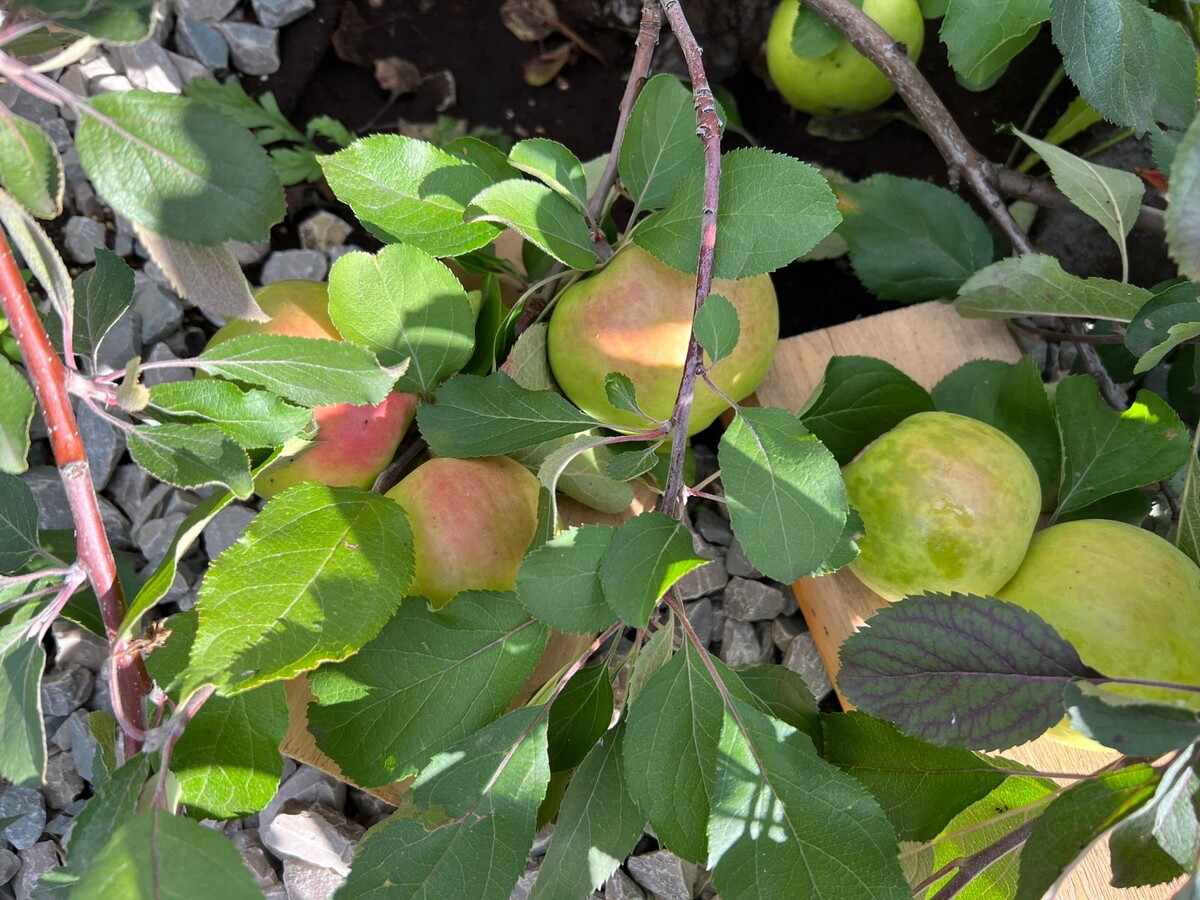 Фото: предоставлено Афанасием Семеновым