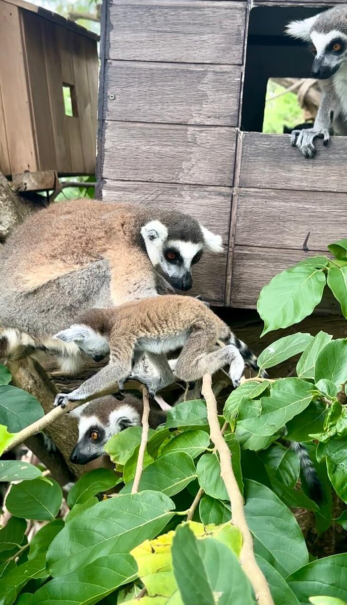 Лемуры в зоопарке Кхао Кхео 