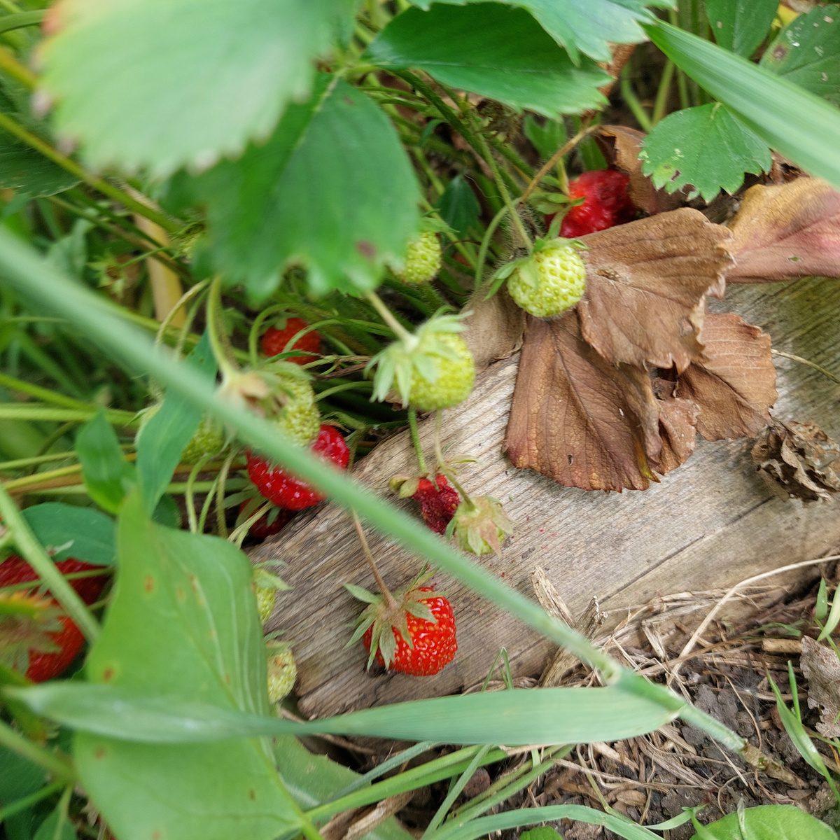 Это ремонтантная клубника.