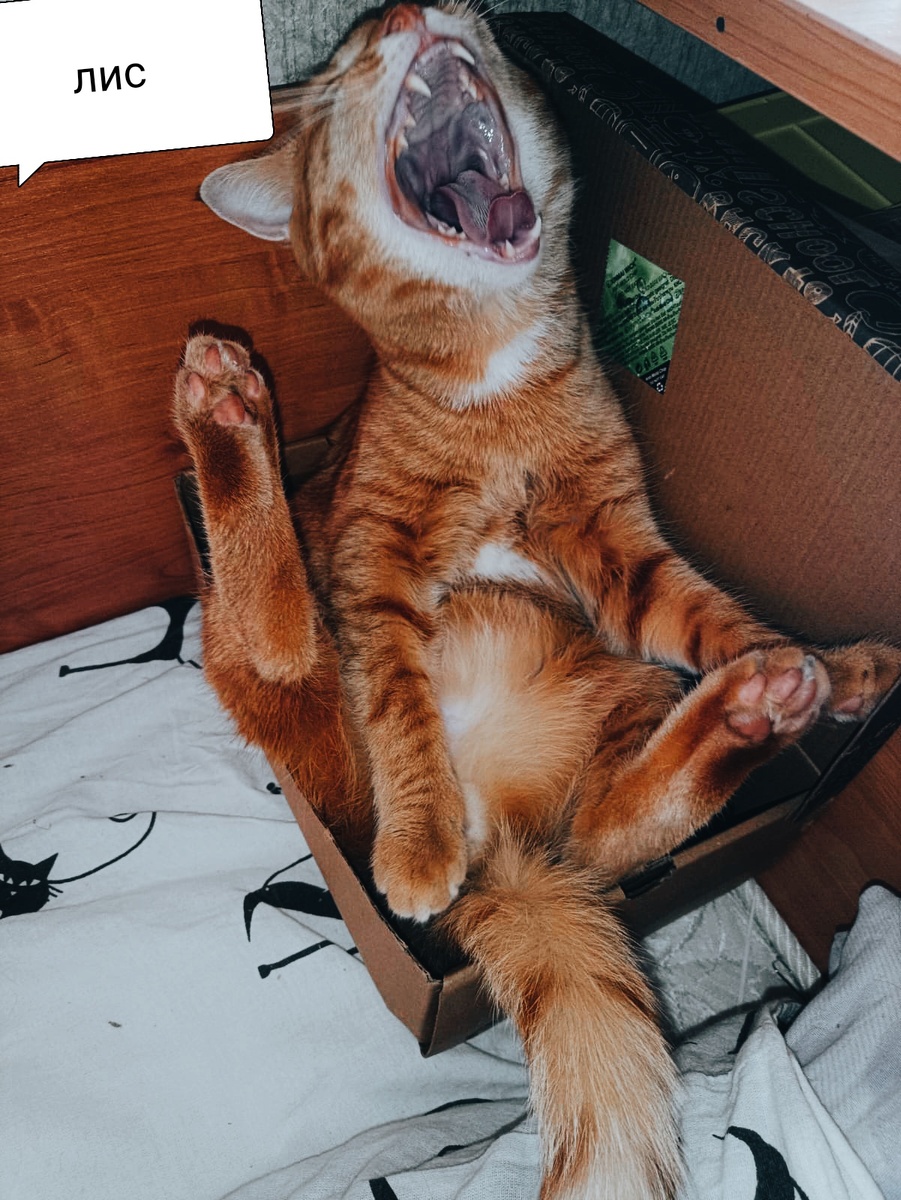 Котенька расстроен нашим отъездом 