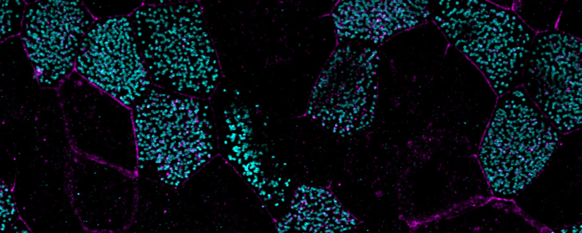 Иллюстрация: the-scientist.com