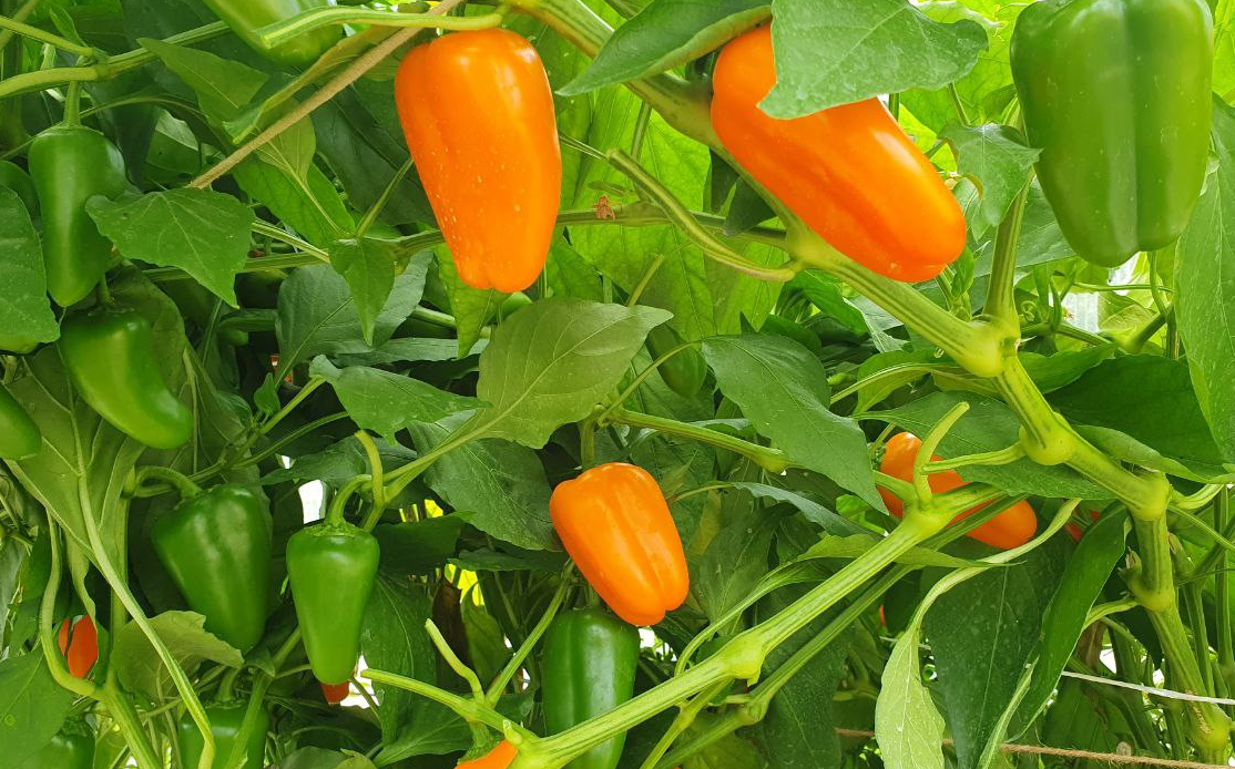 Сладкий перец на 13.09.2024