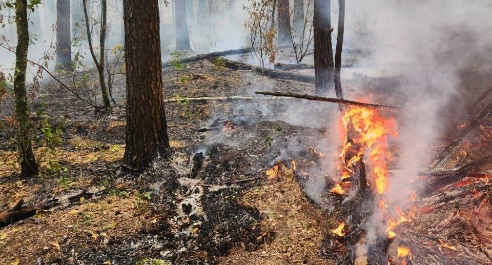    Комитет лесного хозяйства хозяйства Московской области