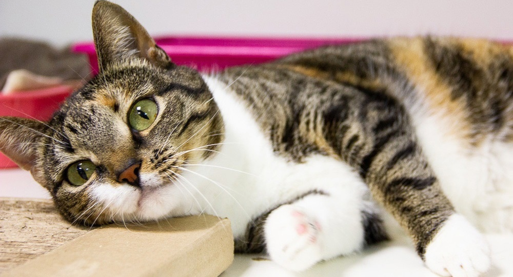 ❗ДОМА❗Славная плюшечка Маргоша ждёт и верит в удачу!