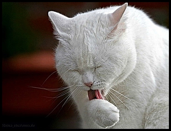 Взято из открытого доступа