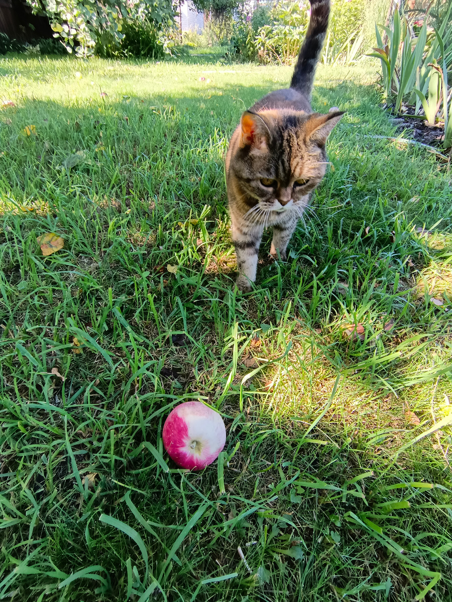 Утро в осеннем саду