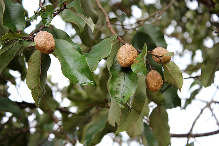 Фото из интернета: дерево Parinari excelsa. guinea plum, agbafilo, gbafilo