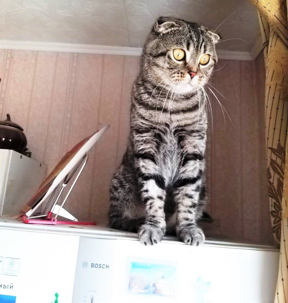 Благодарю за фото Надежду ГРИШИНУ)