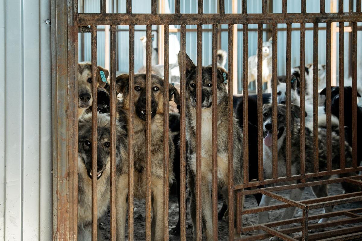    В Сургутском районе планируют расширить приют для бездомных животных