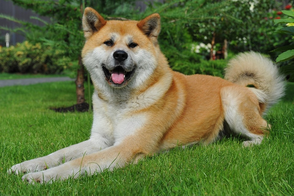    Собак любых пород нельзя отпускать на самовыгул и каждый владелец несет ответственность за своего питомца Иван ВИСЛОВ