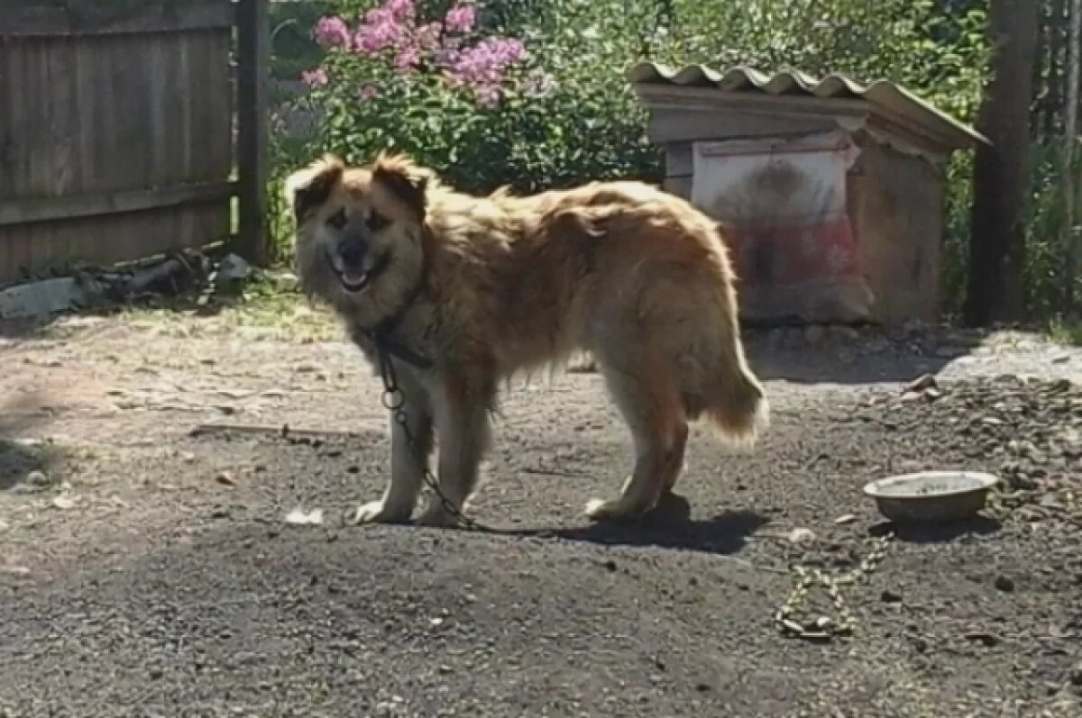    В Пензе, если бездомное животное проявляет агрессию, его будут умерщвлять