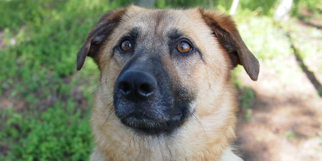 7 ошибок, которые допускают многие хозяева собак