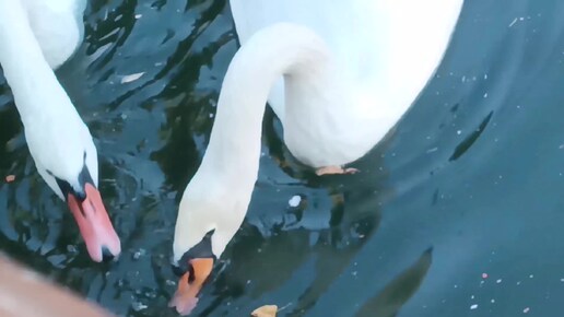 Bird 🕊️🕊️🐓🐦🕊️🕊️,city, птицы, в городе лебеди фламинго пеликаны утки голуби