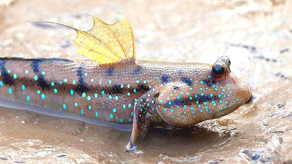 На своих плавниках этот рыб может не только ходить и плавать, но и даже прыгать