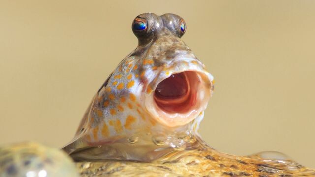 Внимание! Акция на колбасы! Только сегодня, не пропустите бешенные скидки!