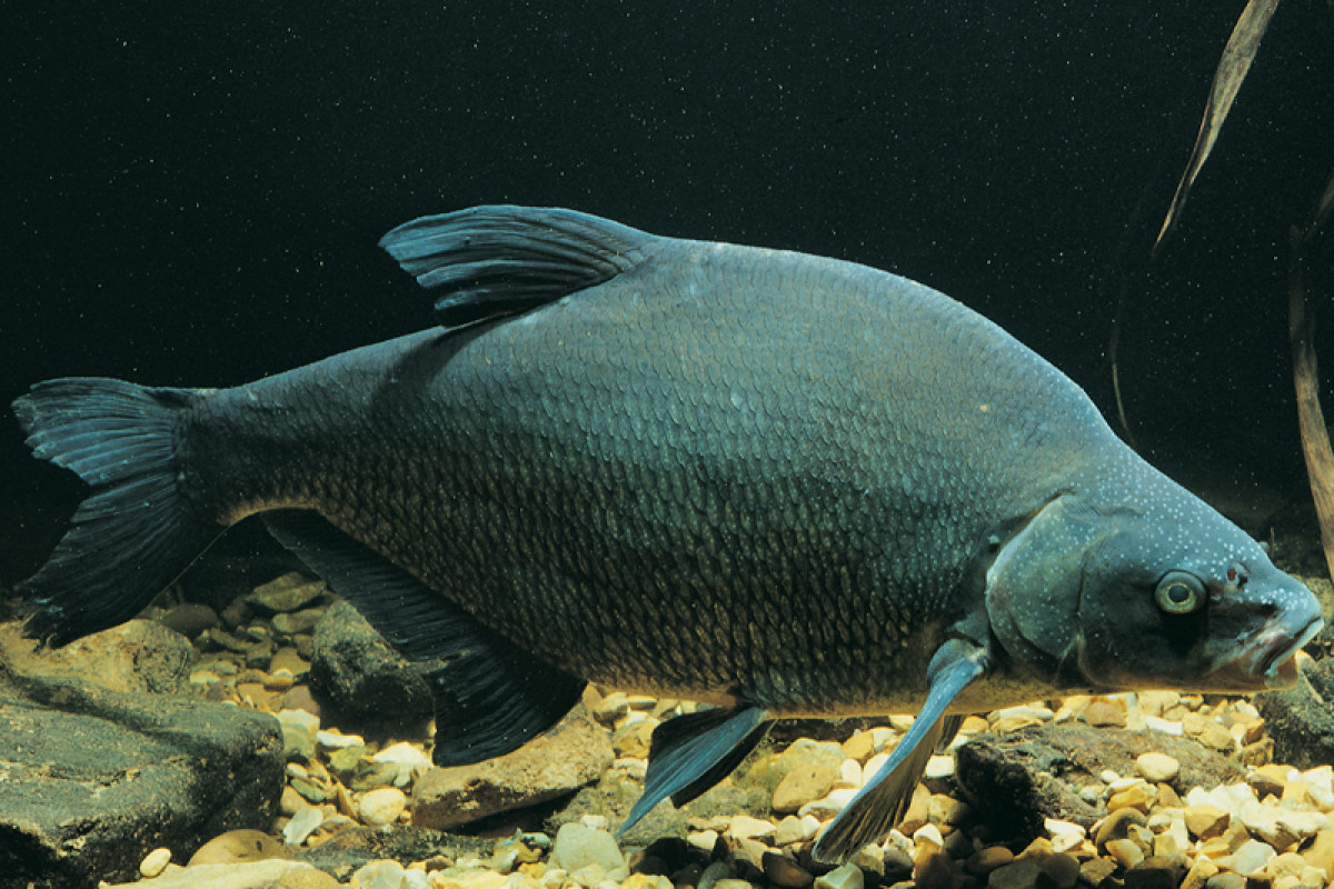 Крупный самец леща со следами нерестовой сыпи на голове, опознаваемыми по белым пятнам на голове.