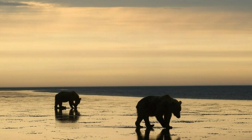    Фото: scenicbearviewing.com