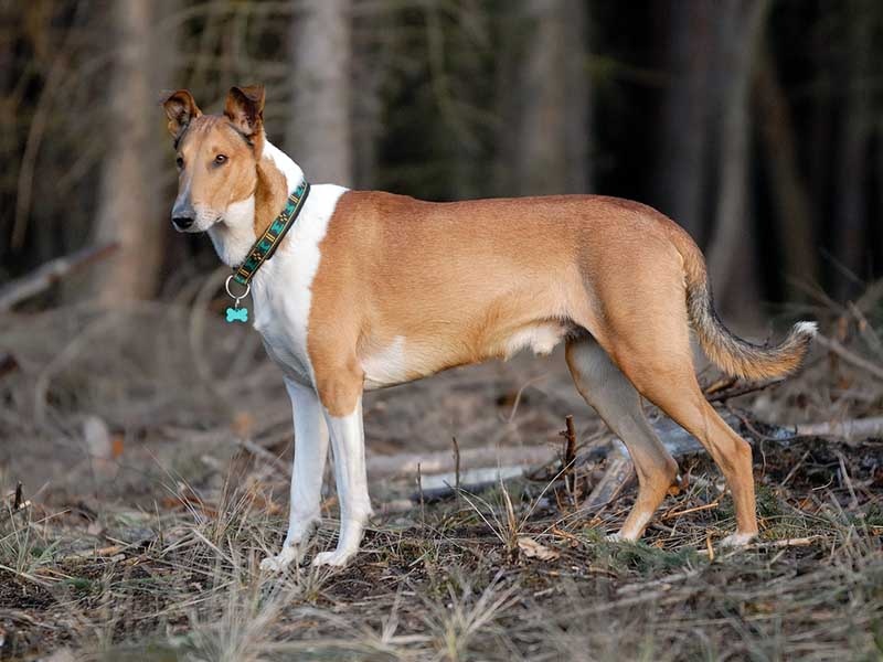 Как  же выглядит короткошерстная колли? У «Колли» изящная и узкая мордочка с  черным влажным носом и внимательными миндалевидными глазами.