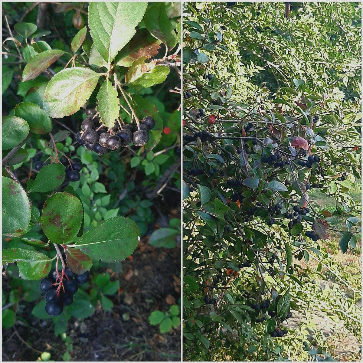 Недалеко от столовой растет черноплодная рябина. Сколько хожу, а заметила только сегодня