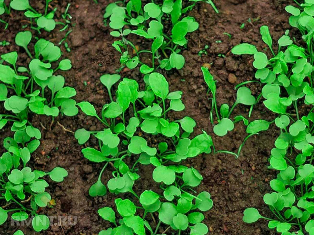   Фото thespruce.com