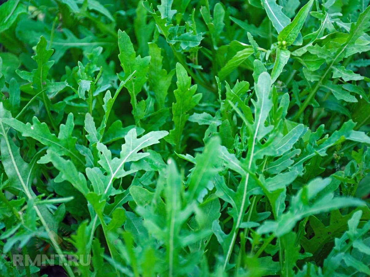   Фото gardenerspath.com