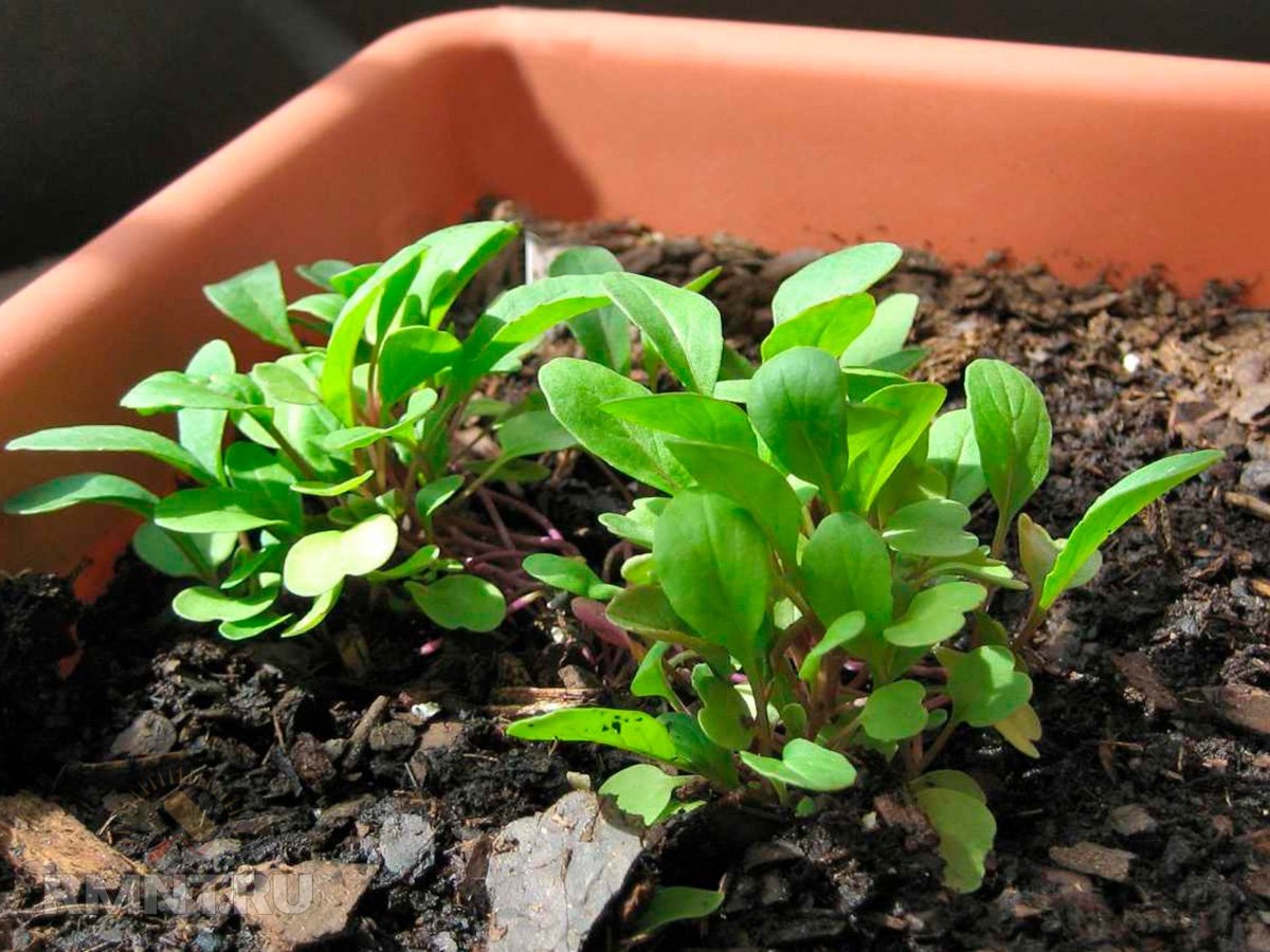   Фото nature-and-garden.com