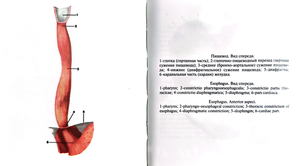 Пищевод. Вид спереди. 