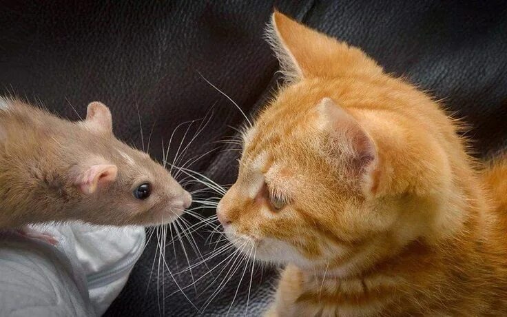 Вот такие мы разные. Фото интернет