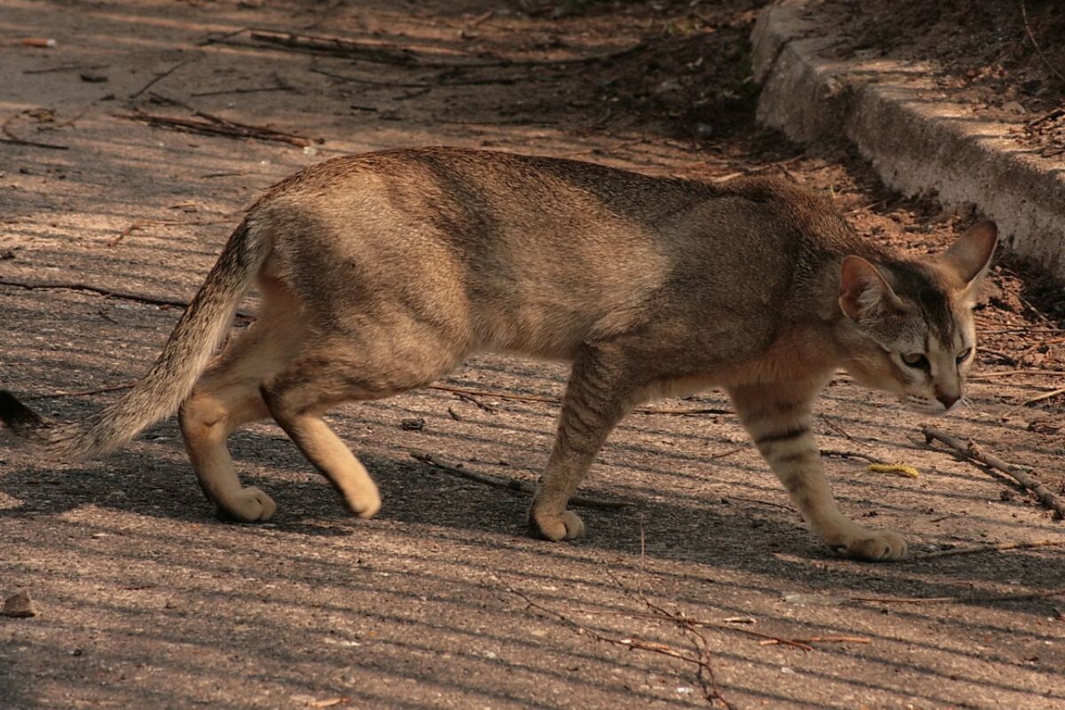 Кот чаузи