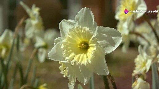 🌼 Нарциссы: Символ весны и радость для садоводов 🌼