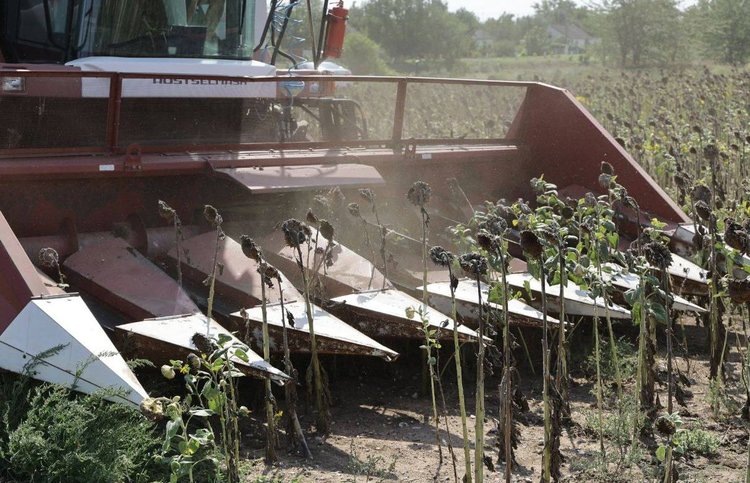    Крымские аграрии оценивают урожайность подсолнечника в 1 тонну с гектара