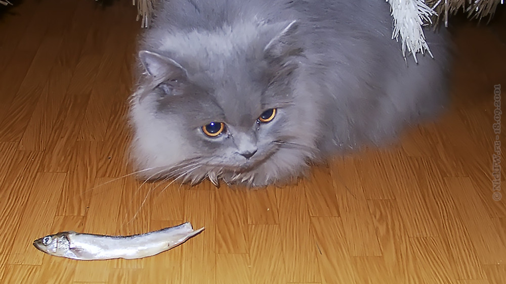 Котиков и рыбов показываю... © NickFW.ru — 18.09.2001г.