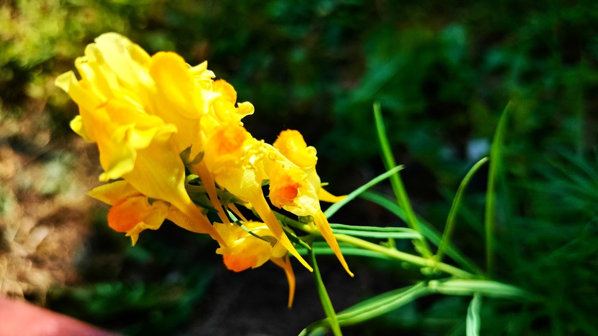 фото автора! А ведь к желтым цветам многие тоже относятся неоднозначно — недолюбливают их из-за суеверий. А я их очень люблю)))