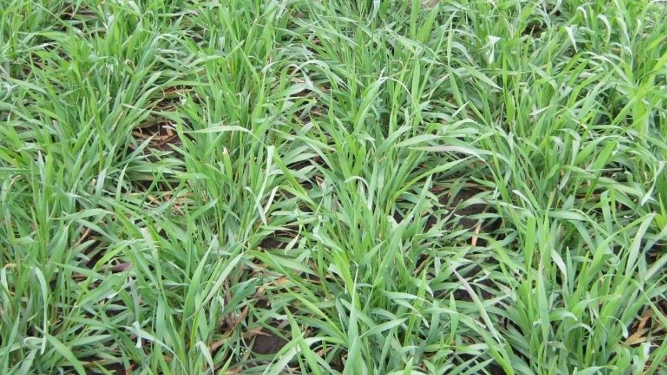 Мой огород страдал от проволочника и сорняков годами: озимые сидераты за один сезон решили обе проблемы